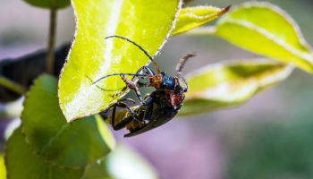 garden bugs and insects