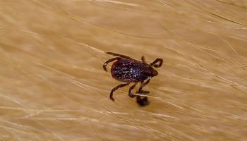 ticks in Tucson homes