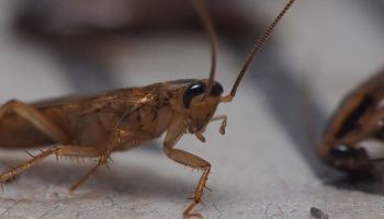 cockroach control in Tucson