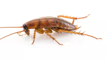 cockroach infestation tucson