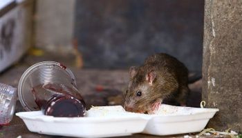 rodent control in Tucson