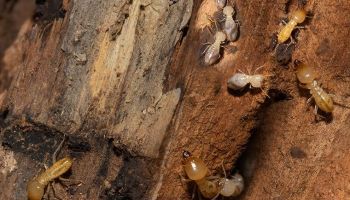 Termite problem in Tucson