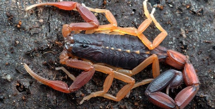 scorpions in Tucson