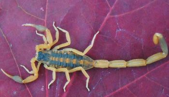 scorpions in Tucson property