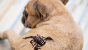 pet friendly pest control