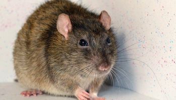 rodent control in Tucson