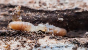 macro picture of termites