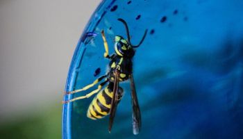 wasps in tucson