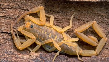 scorpions in arizona