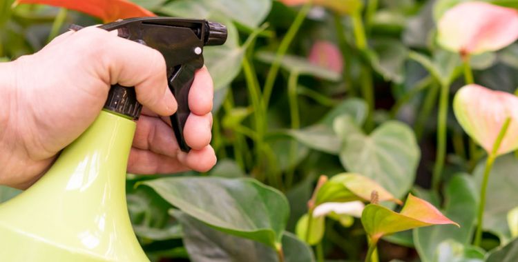 a person trying DIY pest control technique