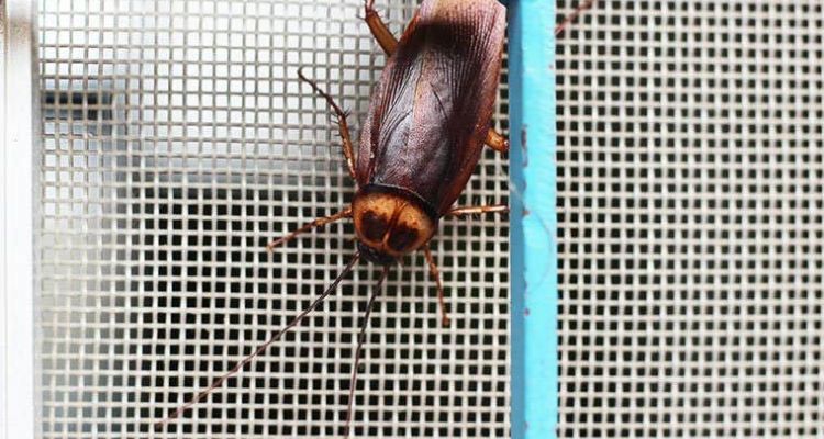 cockroaches control services in tucson