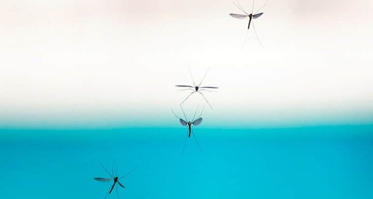 mosquitoes control tucson