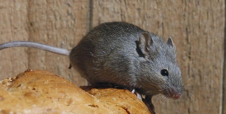 mice in Tucson homes