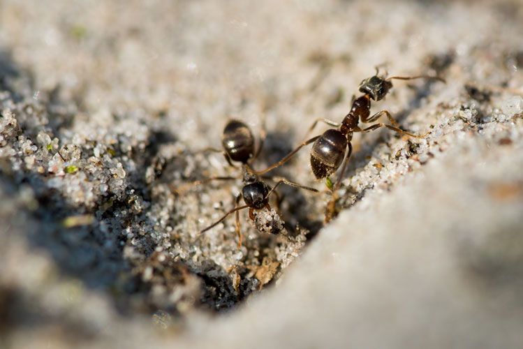 ant control