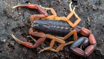 scorpions in Tucson