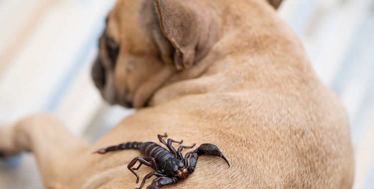 pet friendly pest control