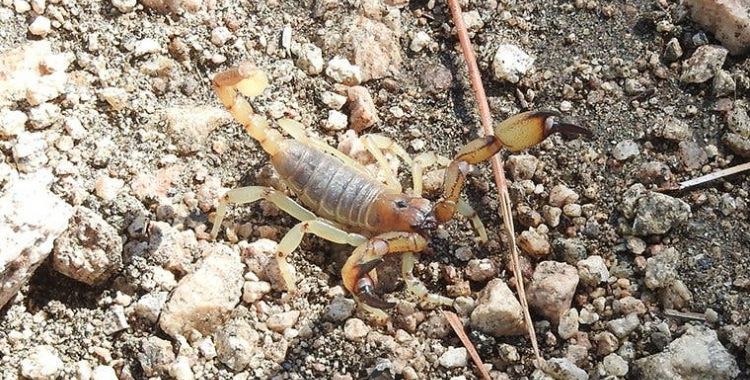 scorpion control in tucson