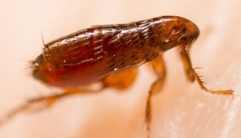 flea control in Tucson