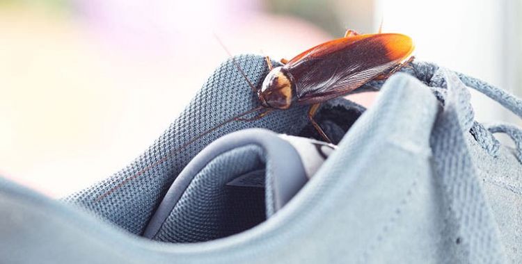 cockroach control in tucson