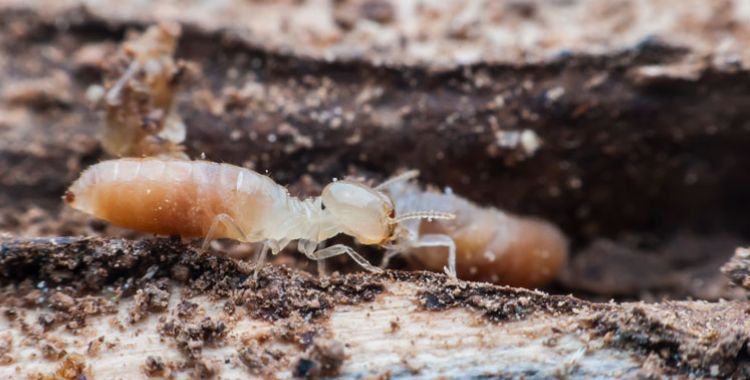 macro picture of termites