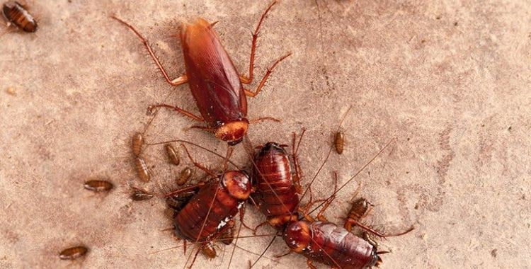 roach control tucson