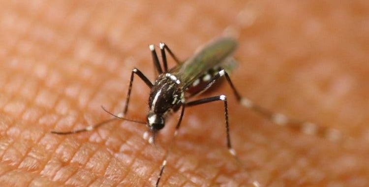 Mosquito control services in Tucson