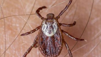 tick control in Tucson