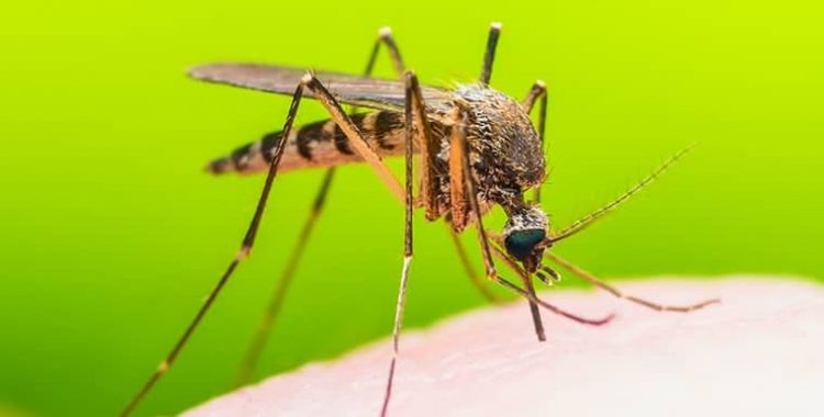 Mosquitoes control services in Tucson