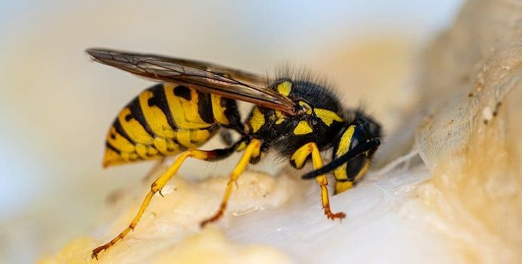 yellow jackets in tucson