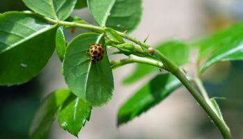 plants and pest