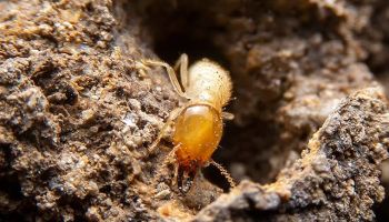 termite