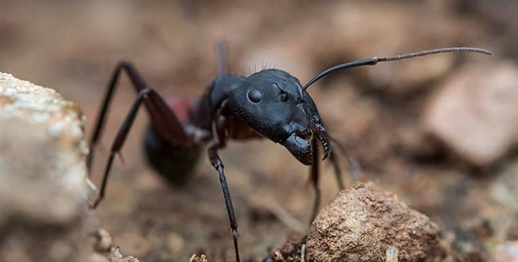 information on ants in Tucson