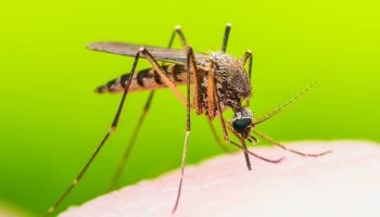 Mosquitoes control services in Tucson