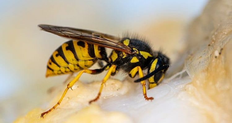 yellow jackets in tucson