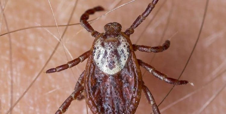 tick control in Tucson