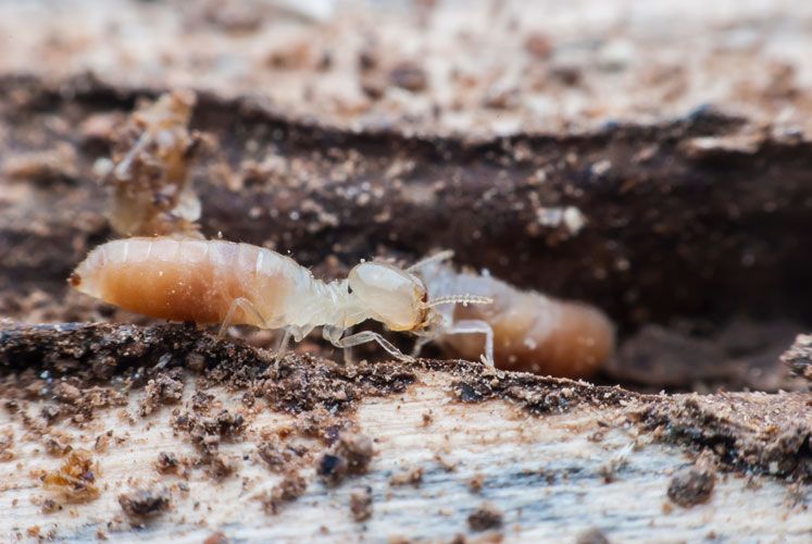 macro picture of termites