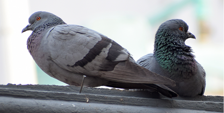 pigeons in Tucson