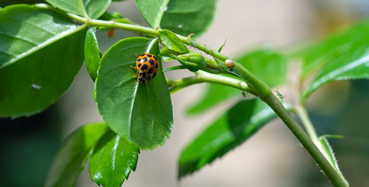 plants and pest