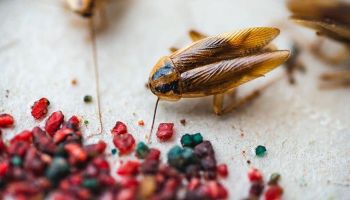 german roach infestation in Tucson