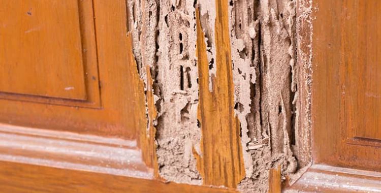 home termite infestation