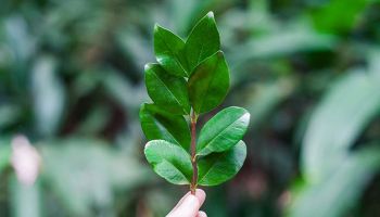 picture of a plant