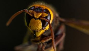 hornets in Tucson