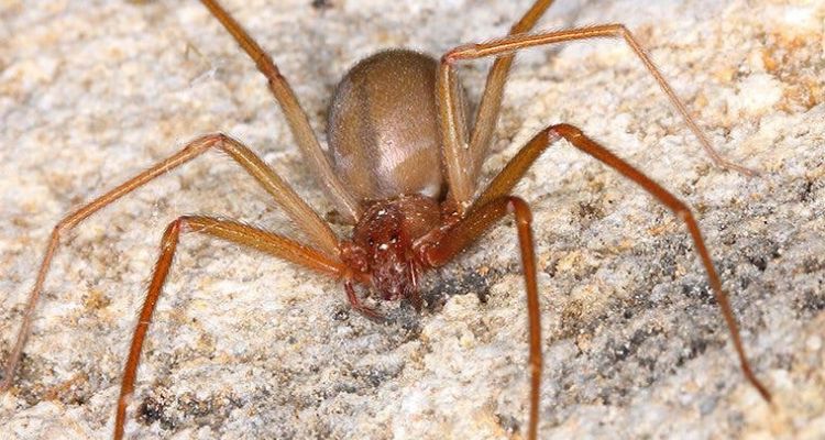 spider control services in tucson