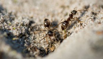 ant control