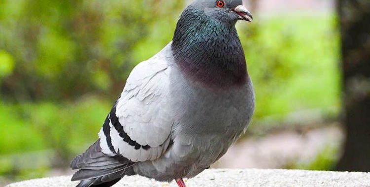 information on pigoens in Tucson