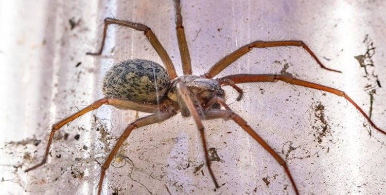 spider control in Tucson