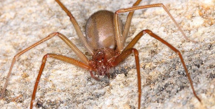 spider control services in tucson