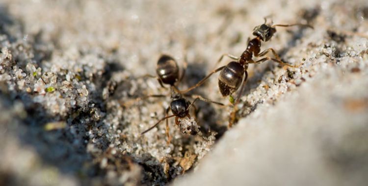 ant control