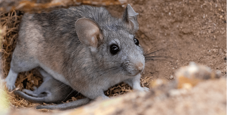 Rat Control in Tucson