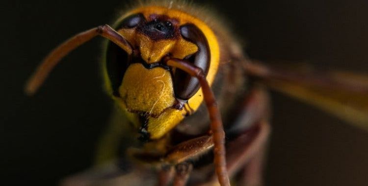 hornets in Tucson